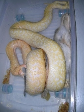 my female albino granite