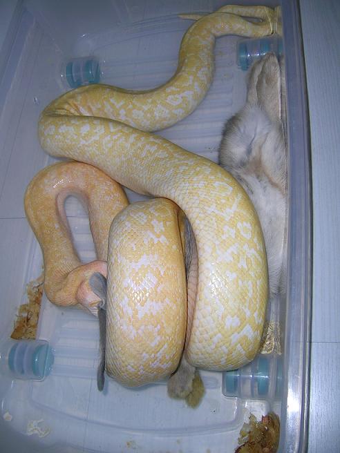 my female albino granite