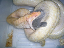 agian female albino granite burmese