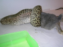 granite male