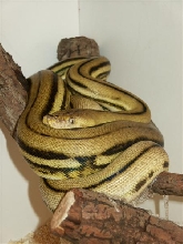 female super tiger