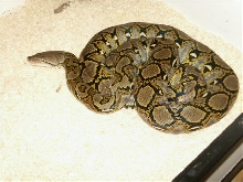 8 1/2 feet normal male