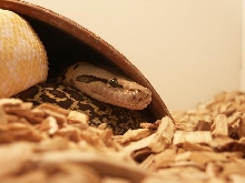 granite male burmese
