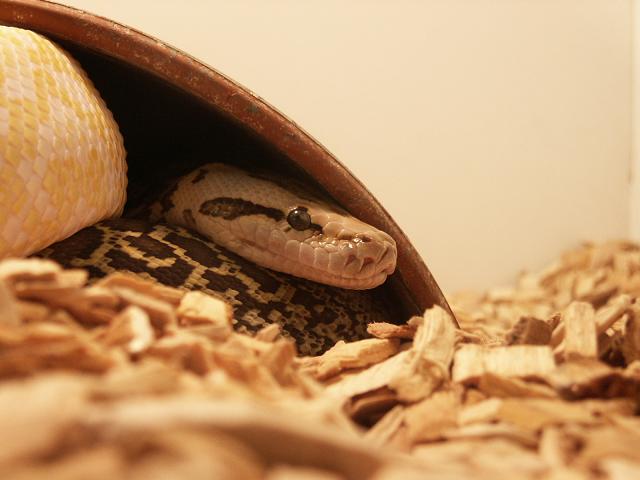 granite male burmese