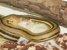 super tiger eating
