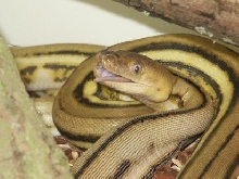 super tiger female