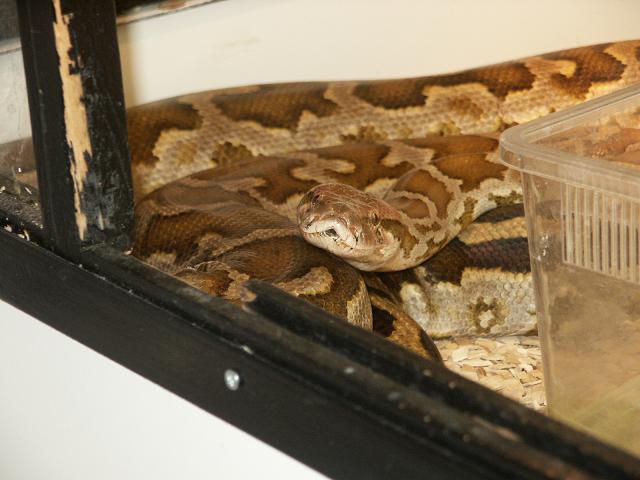 here's my female Sri Lanka  python