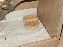 old pictures of my albino granite that i took in oktober