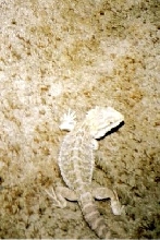 another baby pic