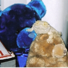 Bears!