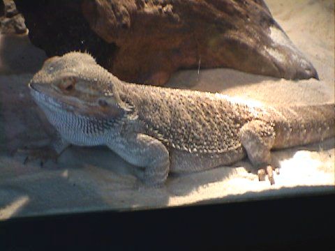 In her Cage