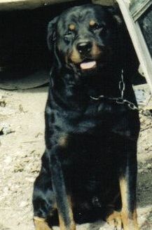 Cute Rocky