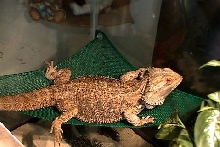 Lounging Lizard