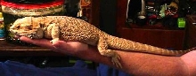 How Long She Is