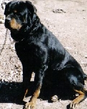 Rocky Looking