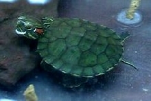 My new Turtle