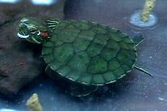 My new Turtle