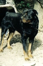 Rocky Standing Proud