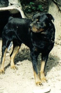 Rocky Standing Proud