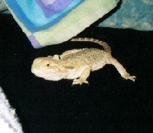 Kiki when  she was a baby