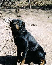 Rocky