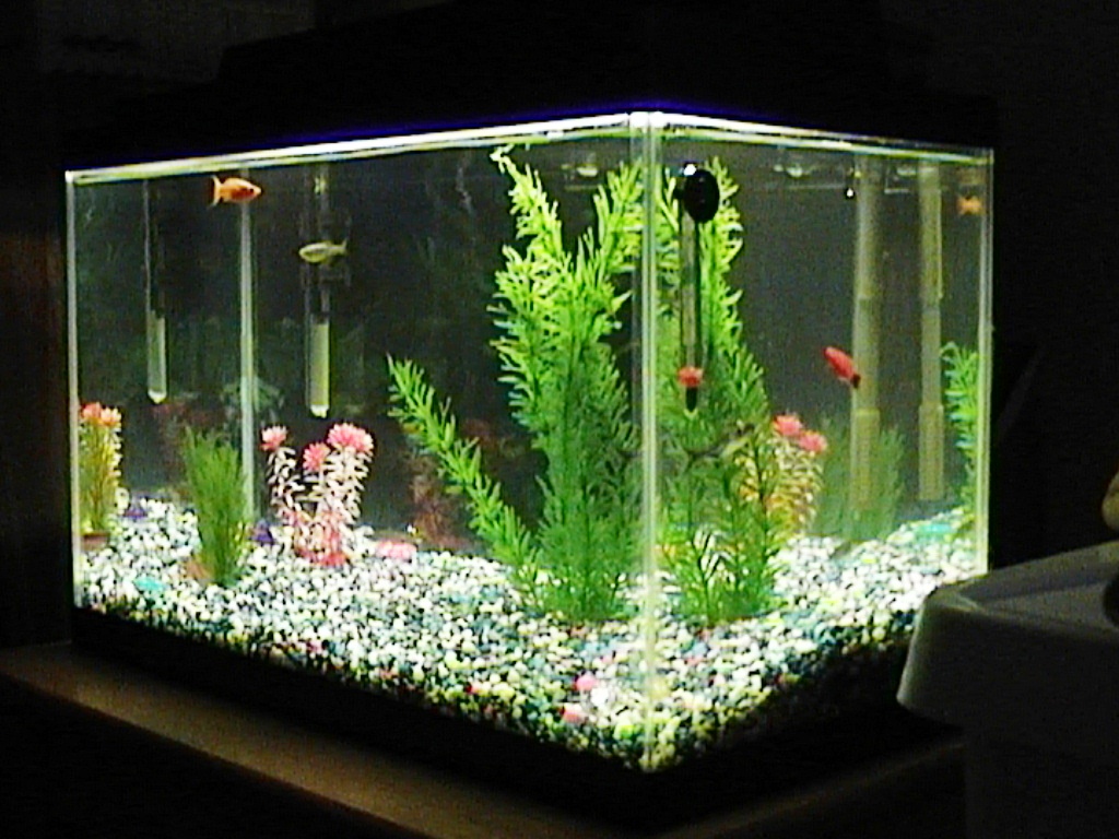 10 gal. community