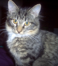Daisy