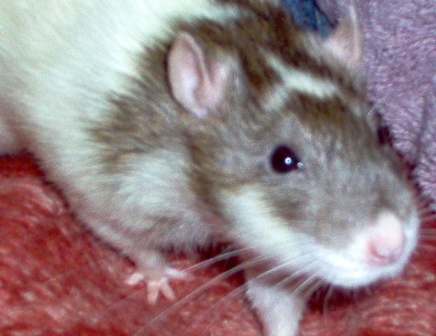 Bruno
