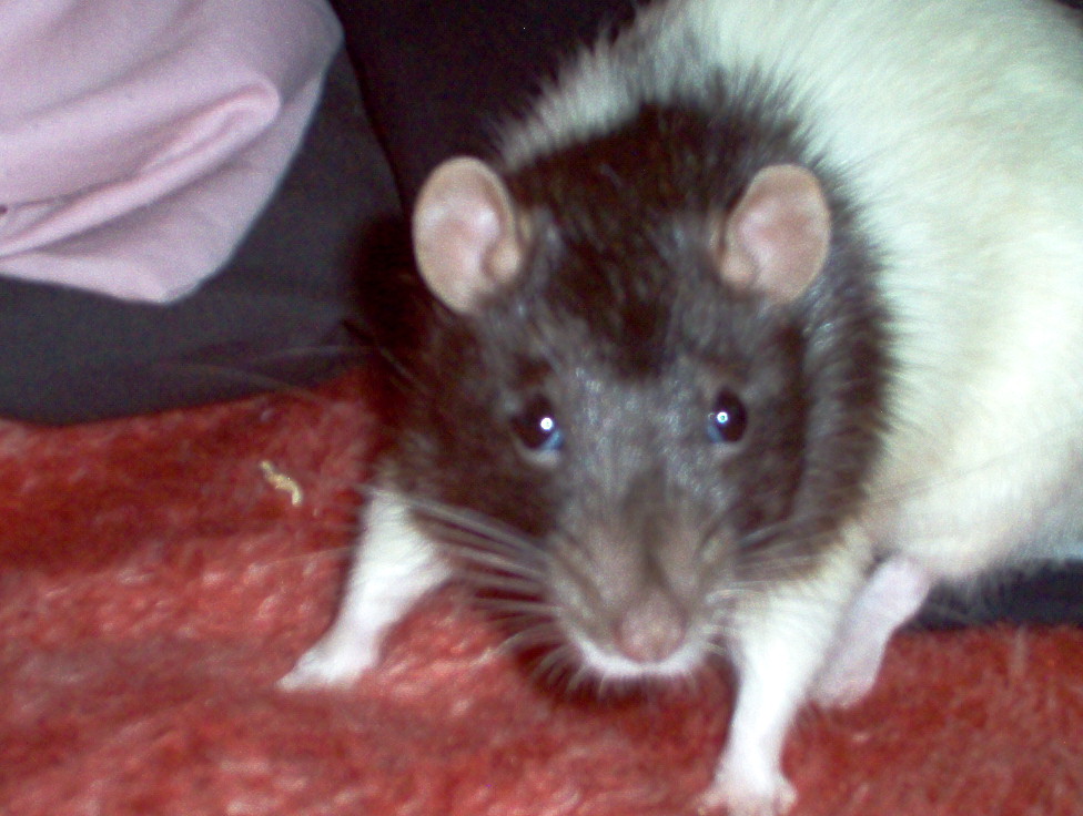 Nero Feeling better