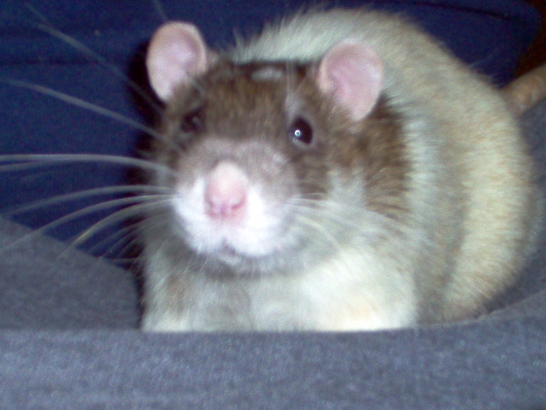 Bruno the chubby face