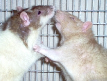 RAT FIGHT!