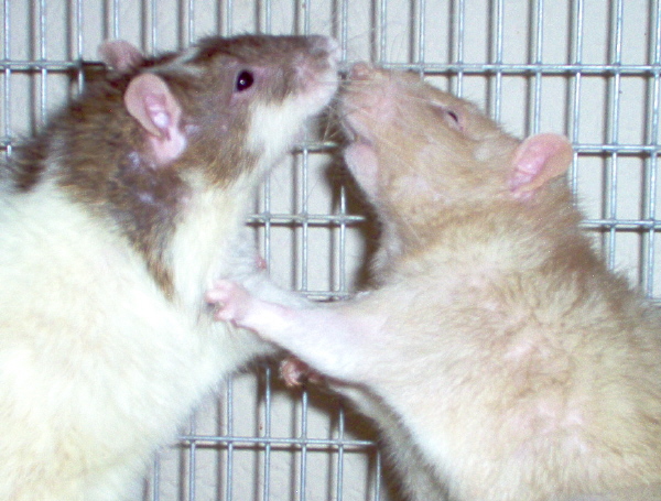 RAT FIGHT!