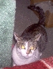 Crazy Sima