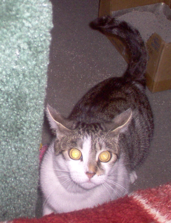 Crazy Sima