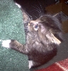 Daisy playing