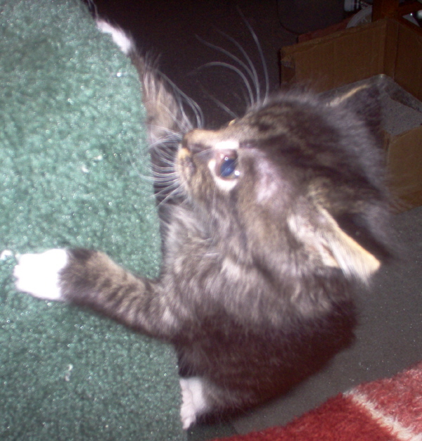 Daisy playing