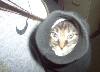 Cat in sleeve
