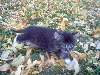Daisy In leaves