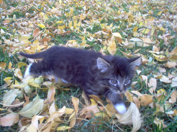 Daisy In leaves