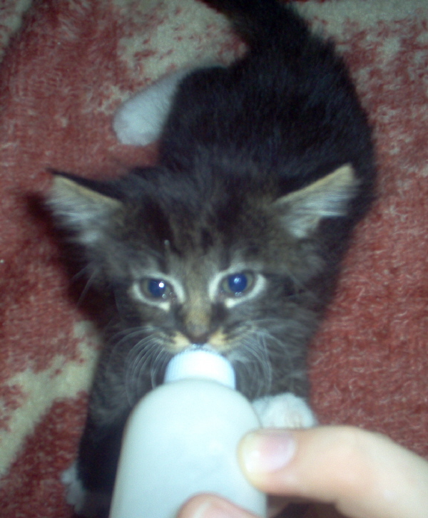 Daisy drinking bottle