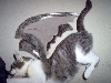 ATTACK OF THE WINGED CAT