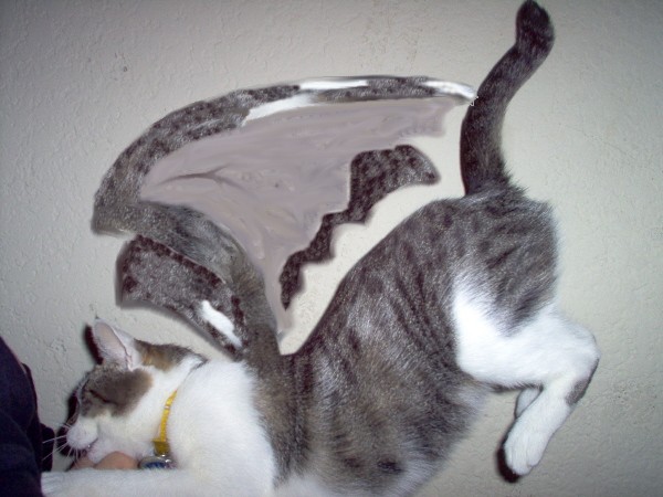 ATTACK OF THE WINGED CAT