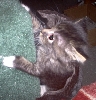 Evil Daisy