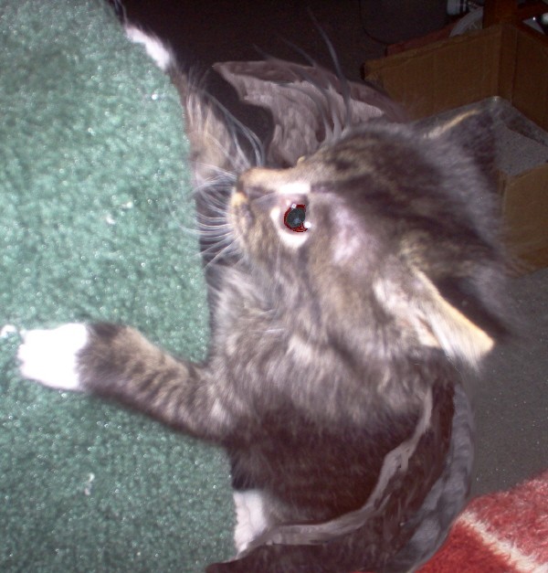 Evil Daisy