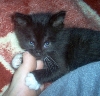 Fat boy