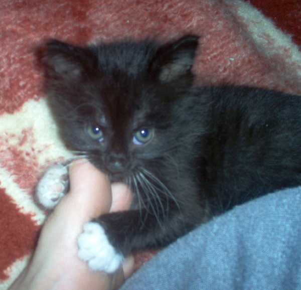 Fat boy