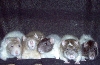 my rats