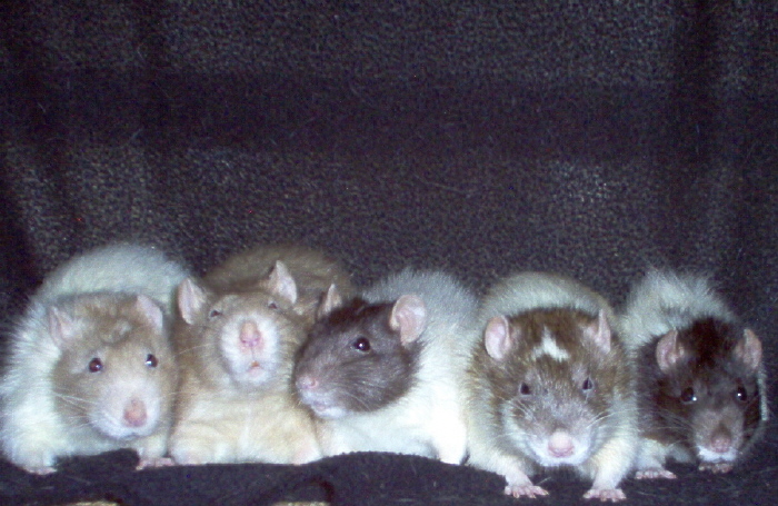 my rats