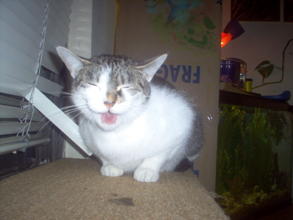 I swear mom, these blinds were like this.