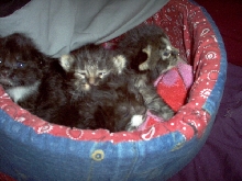 kittens